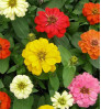 Zinnia - জিনিয়া